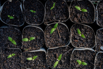 Growing pepper seedlings. Small sprouts of pepper seedlings growing in a greenhouse, February,...