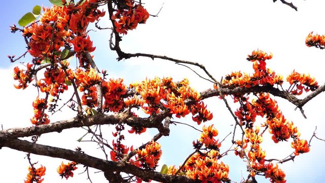 Beautiful Butea monosperma, orange flowers Bastard Teak Flower bloom on tree nature,Flame Of The Forest in Thailand. Butea is species of Butea native to tropical parts of Indian Subcontinent
