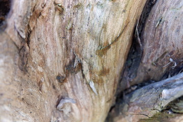 wood texture and wood root