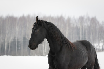 Obraz na płótnie Canvas Portrait of a black friesian horse on white snow background in the winter