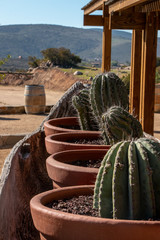 Fototapeta na wymiar Gorgeous cactus in winery court in Ensenada, Mexico