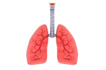 Human lungs 3d render