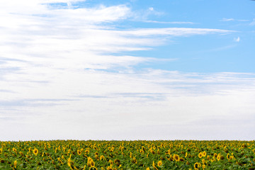 Obraz premium Sunflower field in the orange freestate province of South Africa