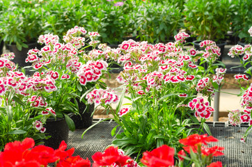 Sweet William or Dianthus barbatus flower