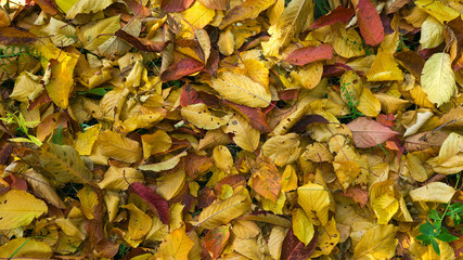 Dry autumn leaves. Yellow and red leaves lie on the earth a dense carpet. Texture of the autumn earth