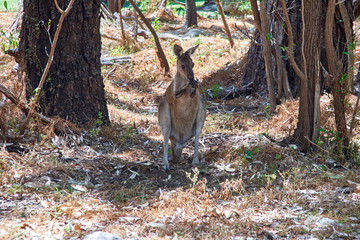 Grey Kangaroo in the forest, WA, Australia 