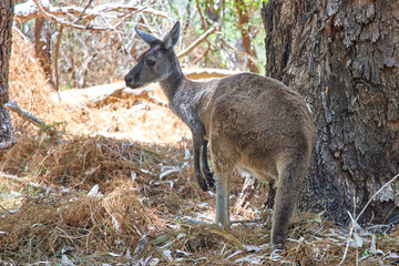 Naklejka na ściany i meble Grey Kangaroo in the forest, WA, Australia