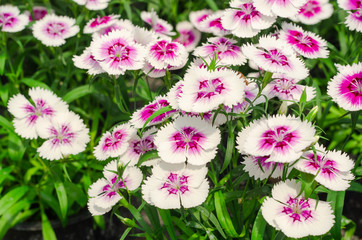 Sweet William or Dianthus barbatus flower