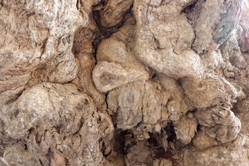 Naklejka premium wood texture and wood root