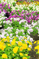 colorful spring pansy Viola flowers in garden