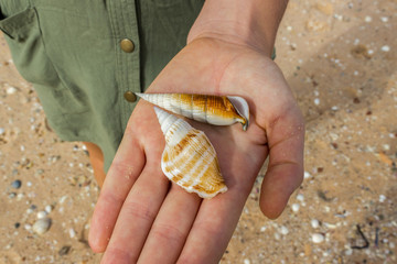 2 seashell on a womens hand at Monkey Mia Beach in Australia