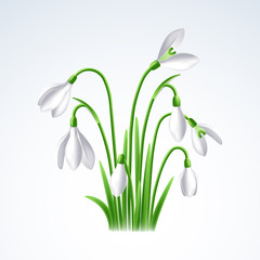 Fototapeta premium First spring flowers, snowdrops on white background