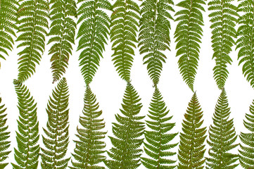 Tropical summer background, green fern leaves isolated on white background top view flat lay copy space. Summer floral composition, green leaf frame. Nature concept