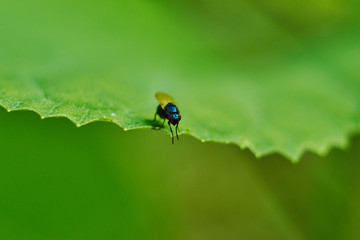 insect on leaf