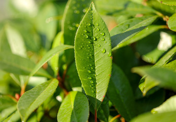 Leaves on a tree in a subtropical climate