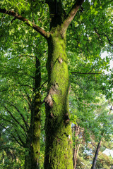 Fototapeta na wymiar Green moss on a tree in a summer park