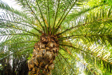 Palm trees in the park. Subtropical climate