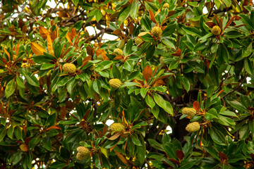 Fruit on a tree in a subtropical climate