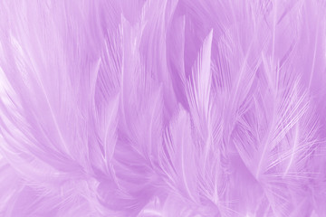 Soft purple color feathers texture background.