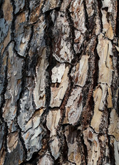 Tree bark as abstract background