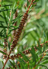 Dry little flowers on a branch of a plant in the subtropics