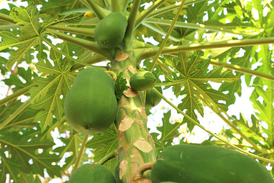 Fresh green papaya fruits on tree in the garden with blurred background and copy space.