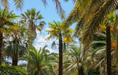 Fototapeta na wymiar Palm trees in the park. Subtropical climate