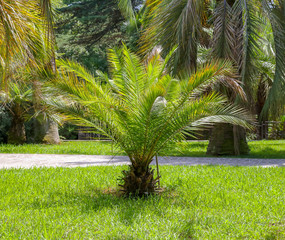 Palm trees in the park. Subtropical climate