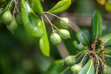 Green small fruits on the tree