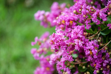 Beautiful pink flowers on a tree in the park