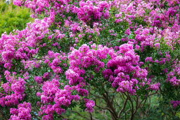 Obraz premium Beautiful pink flowers on a tree in the park