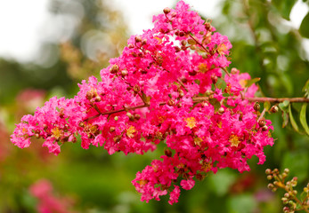 Beautiful pink flowers on a tree in the park
