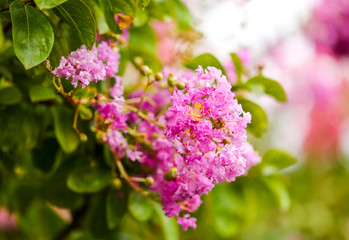 Fototapeta na wymiar Beautiful pink flowers on a tree in the park