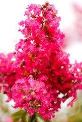 Fototapeta premium Beautiful pink flowers on a tree in the park