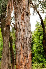 Tree with a falling bark in the park