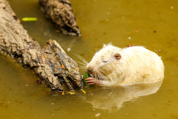 White nutria eats in the pond