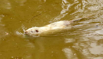 White nutria swims in the pond
