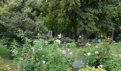 Sommer, Blumen in der Stadt