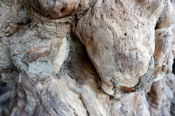 wood texture and wood root