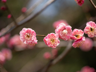 Fototapeta premium 梅の花