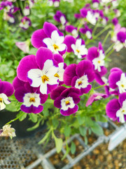 colorful spring pansy Viola flowers in garden