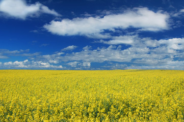Obraz premium Idyllic landscape, yellow colza fields under the blue sky and wh