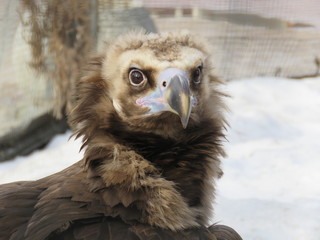 птица, хищник, гриф