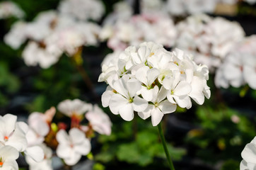 Pelargonium × hortorum or Garden geranium in the garden