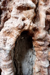 wood texture and wood root