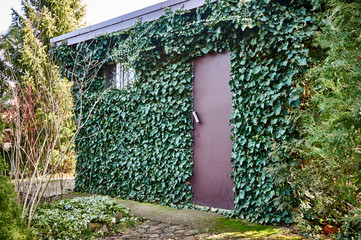 Common ivy on the walls of a building located in the garden. The stone buildings are decorated with English ivy. Ivy is a great choice for decorating buildings in magical gardens.