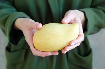 Thai popular fruit, ripe golden, mango in woman's hands.