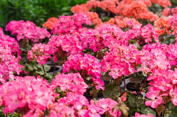 Fototapeta premium Pelargonium × hortorum or Garden geranium in the garden
