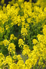 菜の花畑