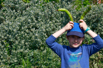 A young boy keeping two broad beans pods above his head pretending to be a rabbit. Children gardening. Easter rabbit.